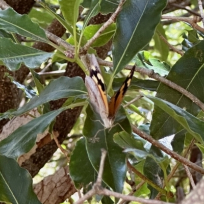Heteronympha merope (Common Brown Butterfly) at Black Range, NSW - 22 Jan 2023 by KMcCue