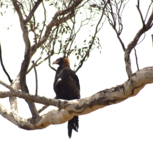 Aquila audax at Cook, ACT - 23 Jan 2023