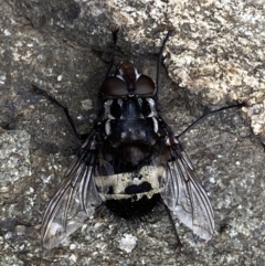 Amphibolia (Amphibolia) sp. (genus & subgenus) (A Bristle fly) at Namadgi National Park - 20 Jan 2023 by RAllen