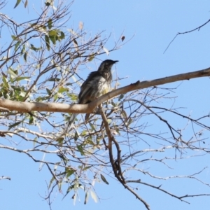 Anthochaera carunculata at Kingston, ACT - 15 Jan 2023