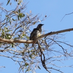 Anthochaera carunculata at Kingston, ACT - 15 Jan 2023