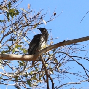 Anthochaera carunculata at Kingston, ACT - 15 Jan 2023