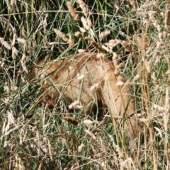 Vulpes vulpes (Red Fox) at Fyshwick, ACT - 14 Jan 2023 by JimL