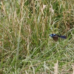 Malurus cyaneus (Superb Fairywren) at Fyshwick, ACT - 14 Jan 2023 by JimL