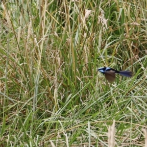 Malurus cyaneus at Fyshwick, ACT - 15 Jan 2023 09:52 AM