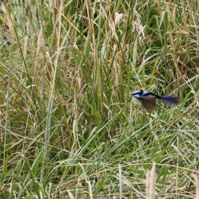 Malurus cyaneus (Superb Fairywren) at Fyshwick, ACT - 15 Jan 2023 by JimL