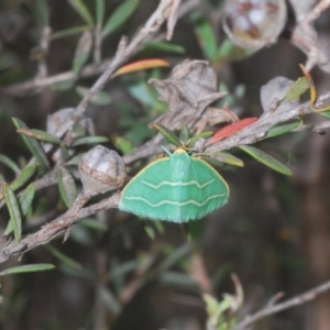 Euloxia meandraria at Uriarra, NSW - 22 Jan 2023 03:26 PM