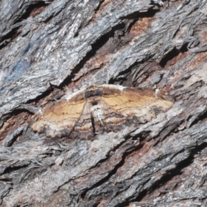 Pholodes sinistraria at Molonglo Valley, ACT - 21 Jan 2023