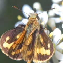 Ocybadistes walkeri (Green Grass-dart) at Mount Ainslie to Black Mountain - 19 Jan 2023 by Harrisi