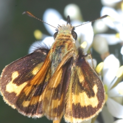 Ocybadistes walkeri (Green Grass-dart) at Mount Ainslie to Black Mountain - 19 Jan 2023 by Harrisi