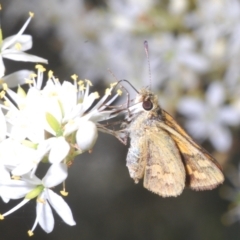 Ocybadistes walkeri at Barton, ACT - 19 Jan 2023