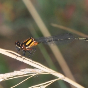 Nososticta solida at Barton, ACT - 19 Jan 2023