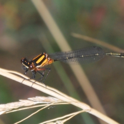 Nososticta solida (Orange Threadtail) at Mount Ainslie to Black Mountain - 19 Jan 2023 by Harrisi