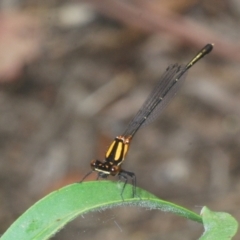 Nososticta solida at Barton, ACT - 19 Jan 2023 02:55 PM