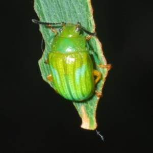 Calomela pallida at Red Hill, ACT - 23 Jan 2023 06:38 PM