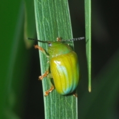 Calomela pallida at Red Hill, ACT - 23 Jan 2023 06:38 PM