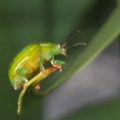 Calomela pallida at Red Hill, ACT - 23 Jan 2023 06:38 PM