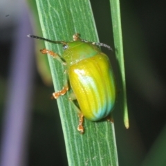 Calomela pallida at Red Hill, ACT - 23 Jan 2023 06:38 PM