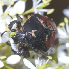 Bisallardiana gymnopleura at Cotter River, ACT - 22 Jan 2023 04:16 PM