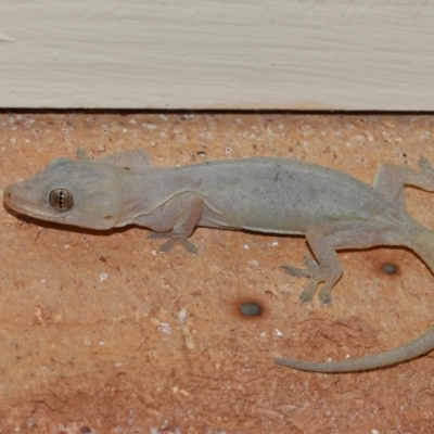 Hemidactylus frenatus (Asian House Gecko) at Wellington Point, QLD - 23 Jan 2023 by TimL