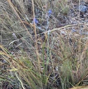 Eryngium ovinum at Hackett, ACT - 24 Jan 2023 07:48 AM