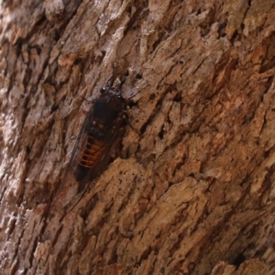 Yoyetta australicta (Southern Ticking Ambertail) at Cook, ACT - 23 Jan 2023 by Tammy