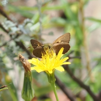 Timoconia flammeata (Bright Shield-skipper) at Namadgi National Park - 21 Jan 2023 by RAllen