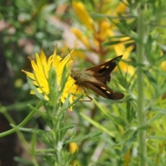 Timoconia flammeata at Cotter River, ACT - 21 Jan 2023 02:57 PM