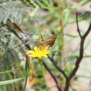 Timoconia flammeata at Cotter River, ACT - 21 Jan 2023 02:57 PM