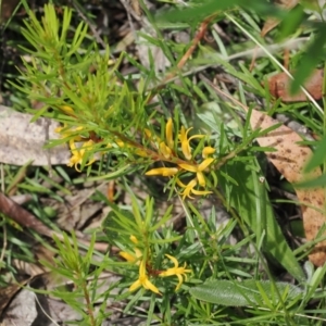 Persoonia chamaepeuce at Cotter River, ACT - 21 Jan 2023