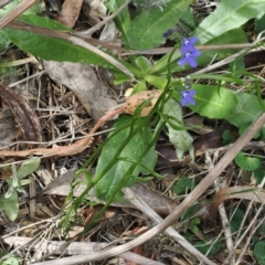 Lobelia simplicicaulis at Cotter River, ACT - 21 Jan 2023 by RAllen