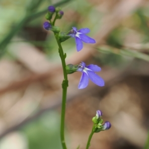 Lobelia simplicicaulis at Cotter River, ACT - 21 Jan 2023 03:04 PM