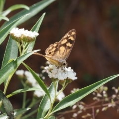 Heteronympha solandri (Solander's Brown) at Namadgi National Park - 21 Jan 2023 by RAllen