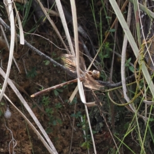 Telephlebia brevicauda at Cotter River, ACT - 21 Jan 2023 02:49 PM