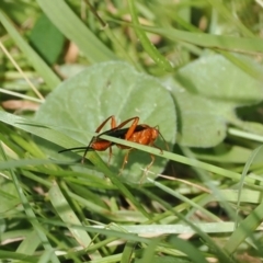 Lissopimpla excelsa (Orchid dupe wasp, Dusky-winged Ichneumonid) at Namadgi National Park - 21 Jan 2023 by RAllen