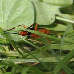 Lissopimpla excelsa at Cotter River, ACT - 21 Jan 2023