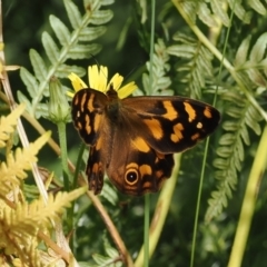 Heteronympha solandri (Solander's Brown) at Cotter River, ACT - 21 Jan 2023 by RAllen