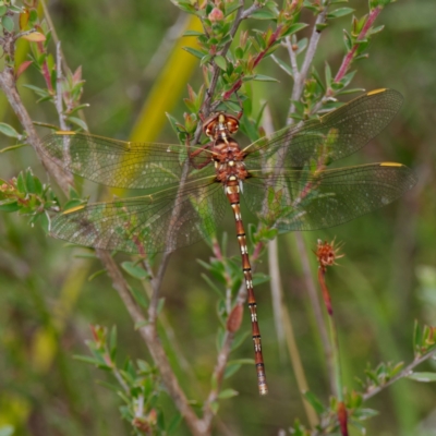 Archaeosynthemis orientalis (Eastern Brown Tigertail) at Rossi, NSW - 23 Jan 2023 by DPRees125