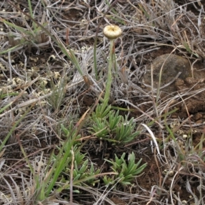 Rutidosis leiolepis at Cooma, NSW - 21 Nov 2018