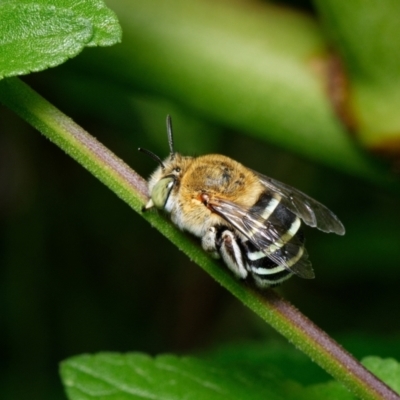 Amegilla (Zonamegilla) asserta (Blue Banded Bee) at Downer, ACT - 23 Jan 2023 by RobertD