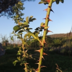 Rosa rubiginosa (Sweet Briar, Eglantine) at Theodore, ACT - 15 Oct 2022 by MichaelBedingfield