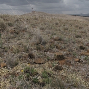 Rutidosis leiolepis at Cooma, NSW - 21 Nov 2018