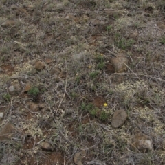 Rutidosis leiolepis at Cooma, NSW - 21 Nov 2018