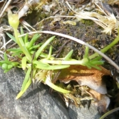 Sagina namadgi (Native Pearlwort) at Bolaro, NSW - 20 Jan 2023 by DavidMcKay