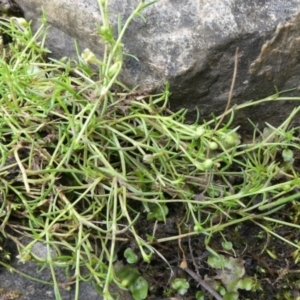 Sagina namadgi at Bolaro, NSW - 20 Jan 2023