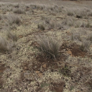 Rutidosis leiolepis at Cooma, NSW - 21 Nov 2018