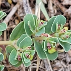 Euphorbia dallachyana (Mat Spurge, Caustic Weed) at Lyneham Wetland - 24 Jan 2023 by trevorpreston