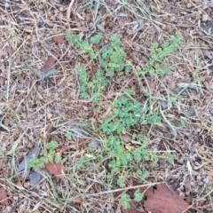 Euphorbia dallachyana at Lyneham, ACT - 24 Jan 2023