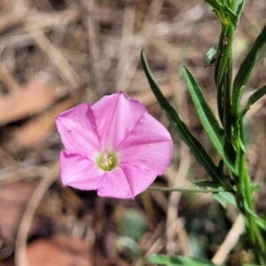 Convolvulus angustissimus at Lyneham, ACT - 24 Jan 2023 11:13 AM