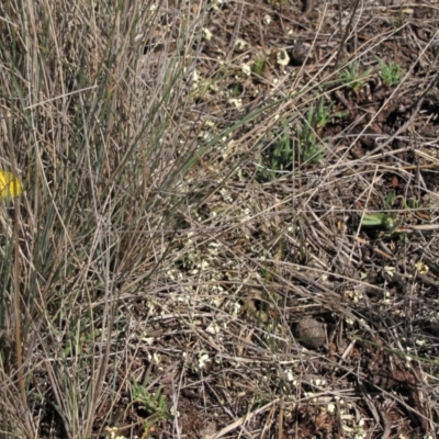 Rutidosis leiolepis (Monaro Golden Daisy) at Cooma, NSW - 21 Nov 2018 by AndyRoo